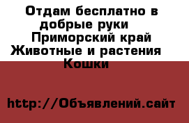 Отдам бесплатно в добрые руки  - Приморский край Животные и растения » Кошки   